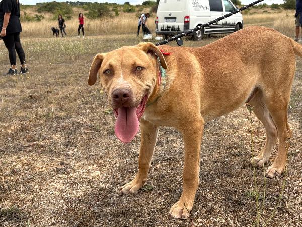Tai, cucciolone mix pitbull 7 mesi Foto 5